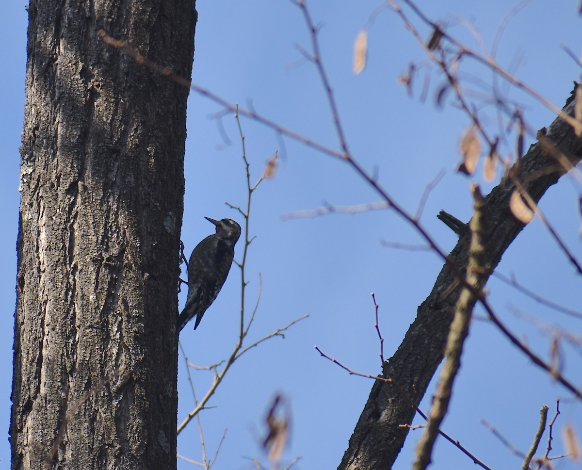 kanadasevjespett - ML646561534