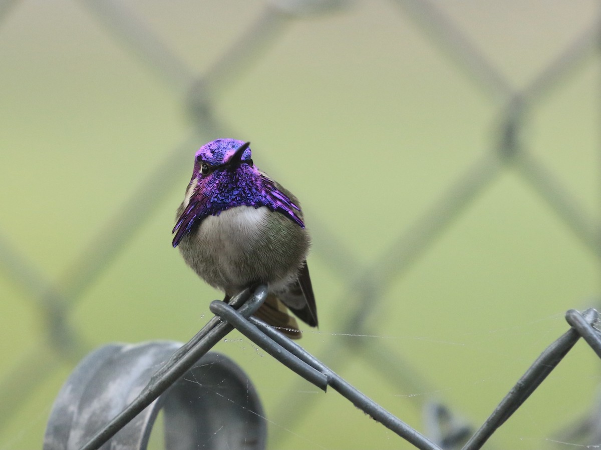 Costa's Hummingbird - ML646561541