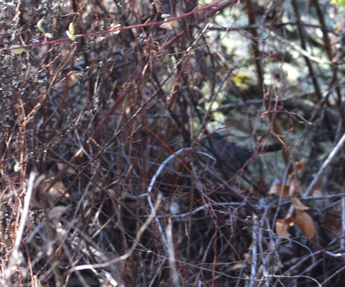 Пересмішник сірий - ML646561542