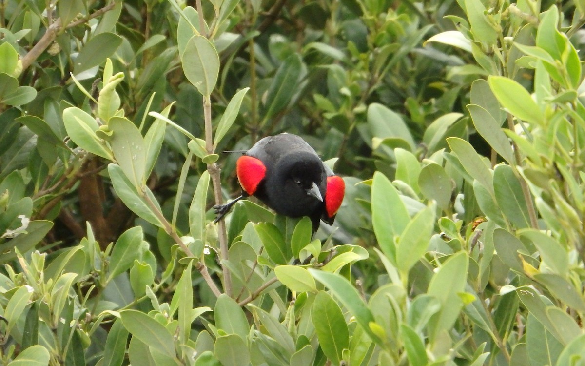 Red-winged Blackbird - ML646561543