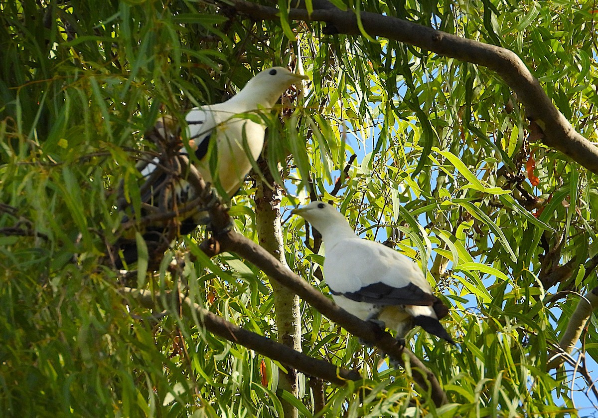Torresian Imperial-Pigeon - ML646561544