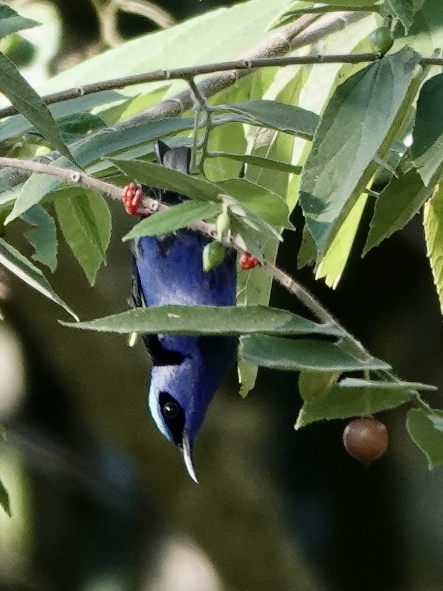 Red-legged Honeycreeper - ML646561548