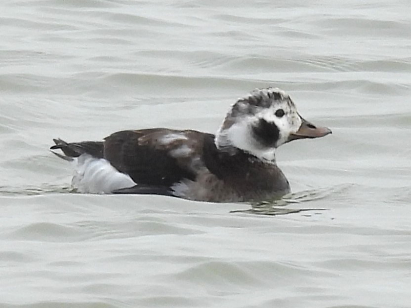 Мөнгөлөг шунгаахай - ML646561549