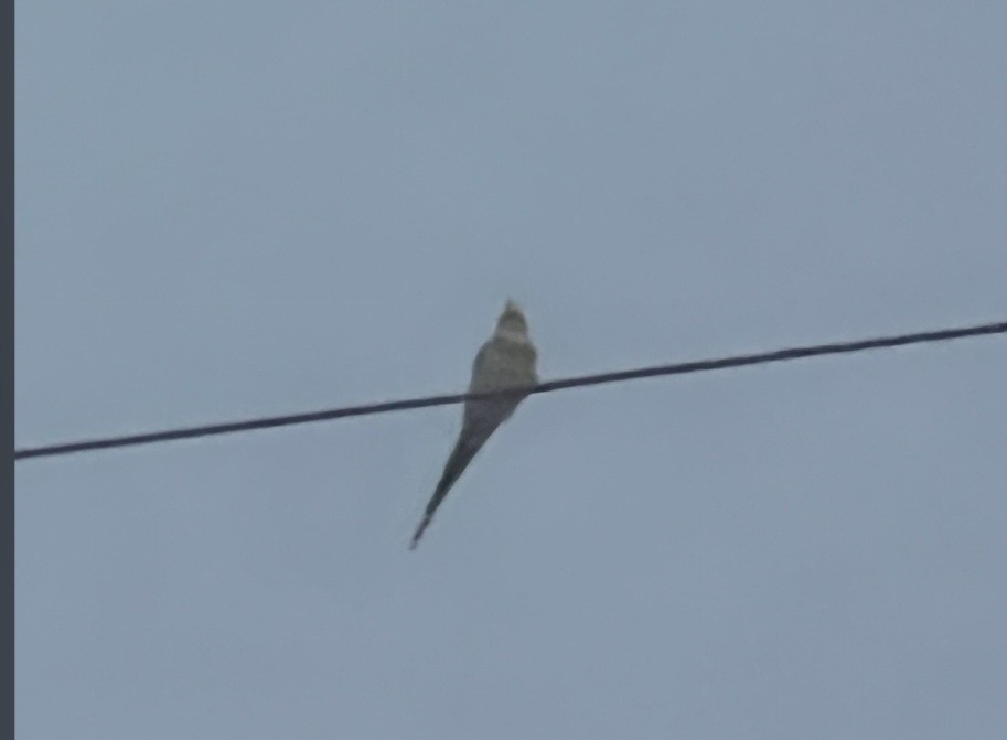 Корелла - ML646561550