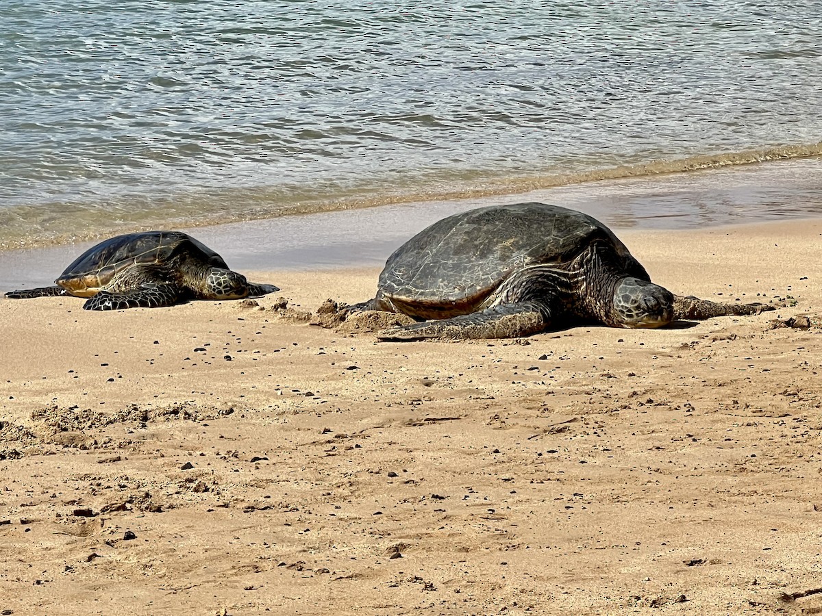זוחלים - ML646561560