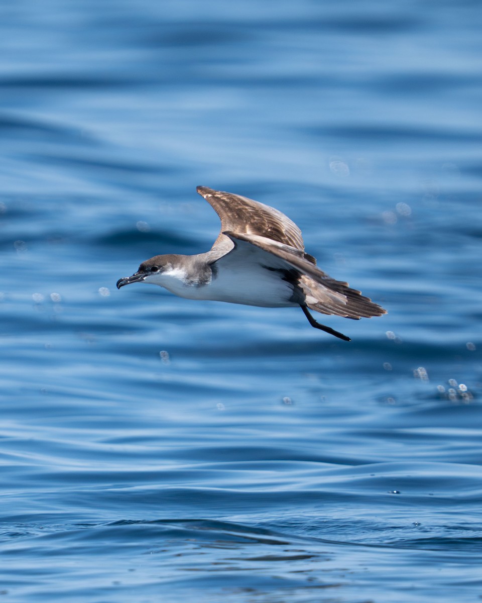 Buller's Shearwater - ML646561562
