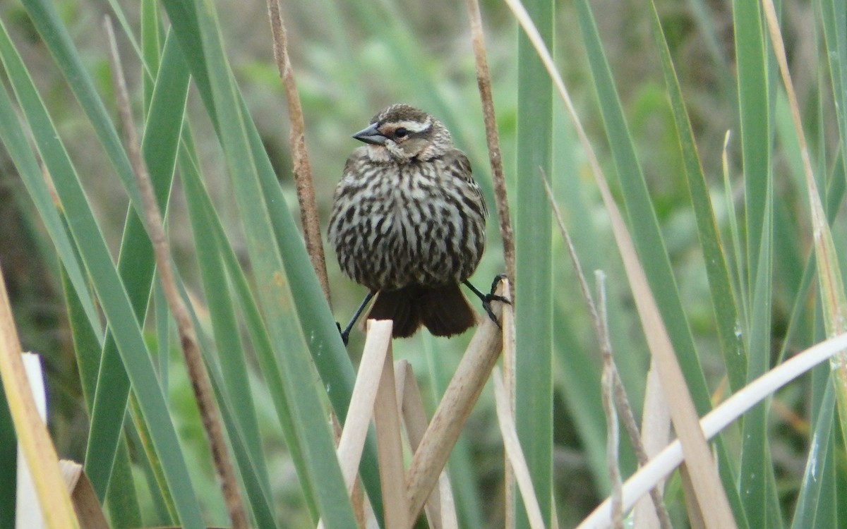 Red-winged Blackbird - ML646561564