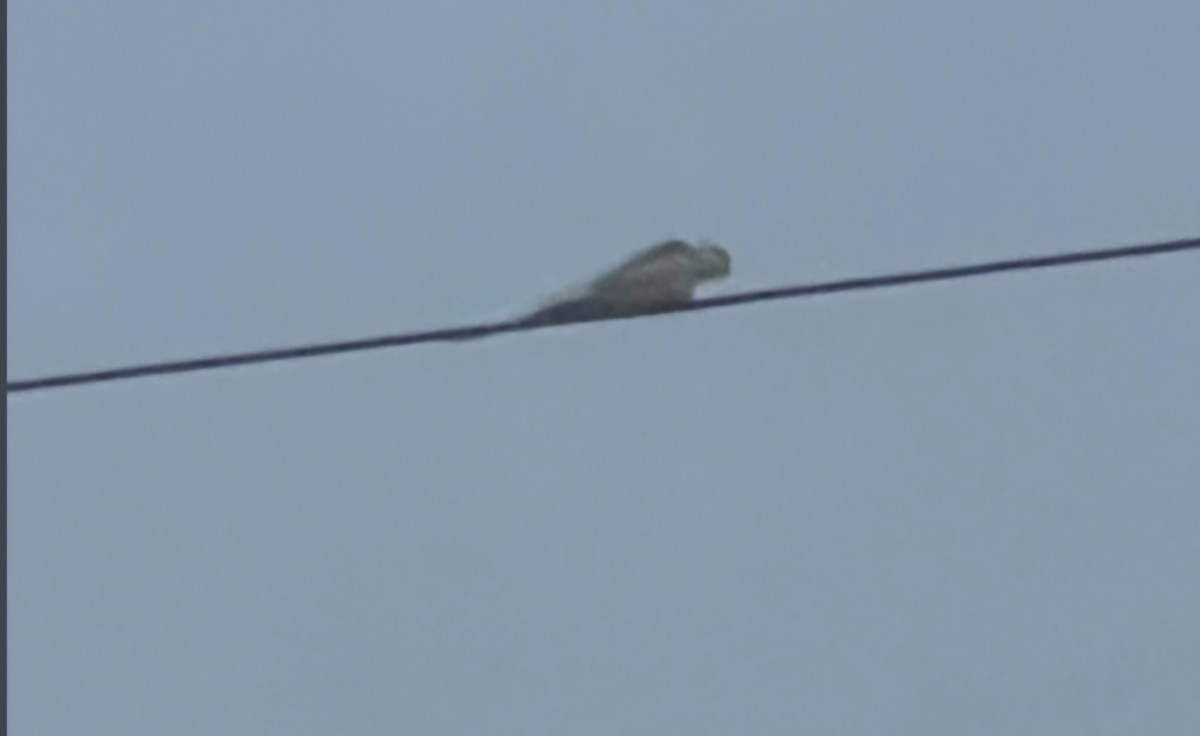 Корелла - ML646561565