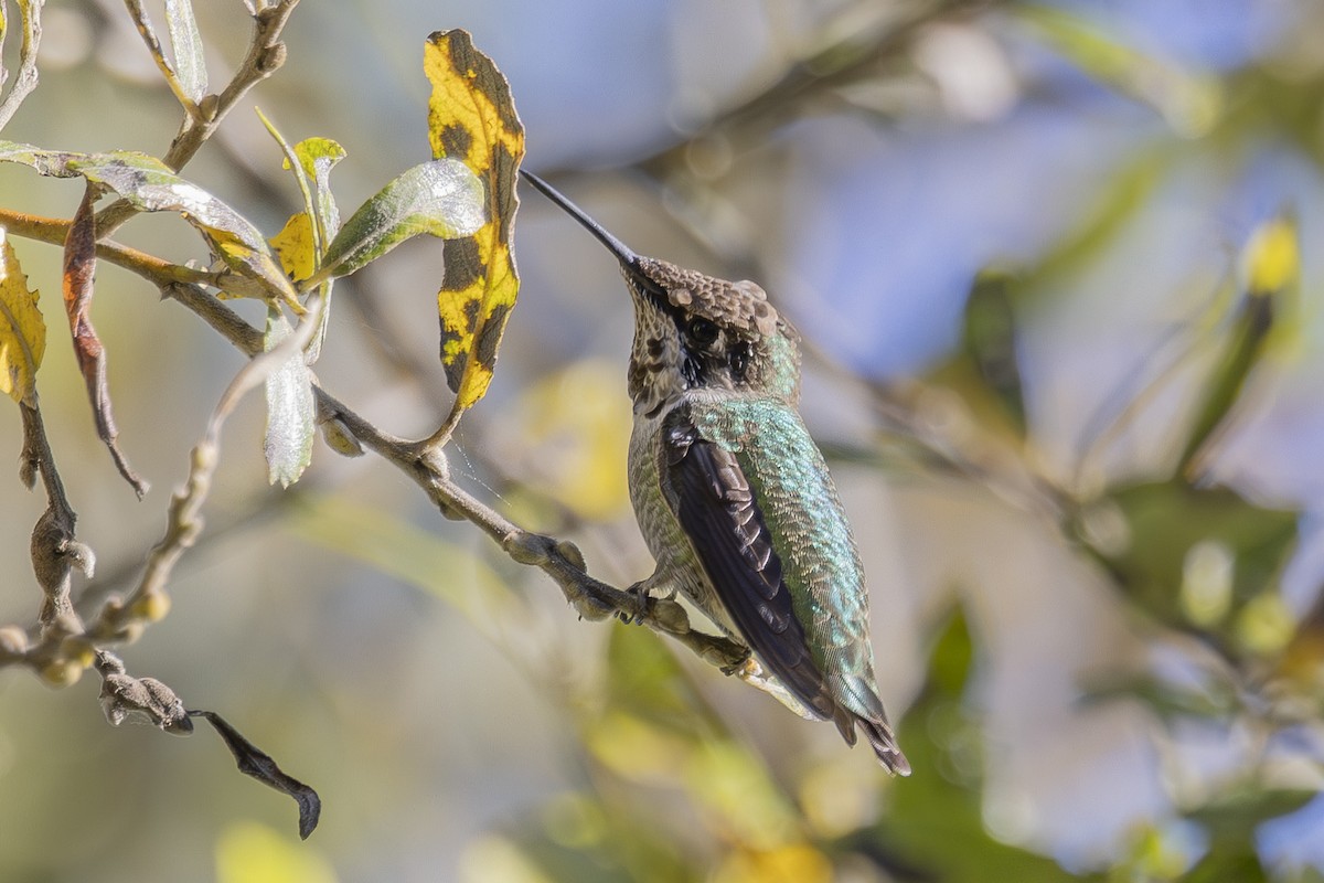 Anna's Hummingbird - ML646561567
