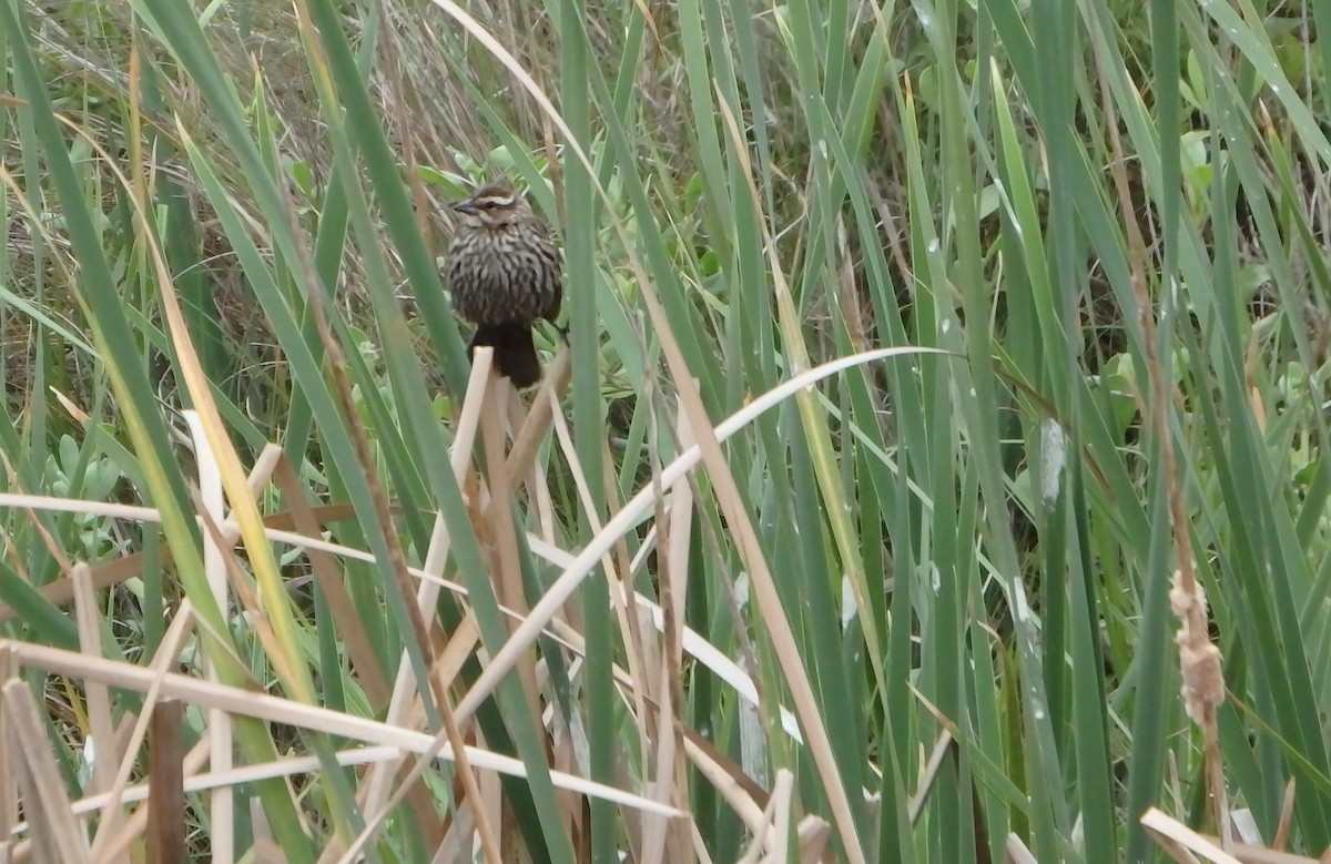 Red-winged Blackbird - ML646561568