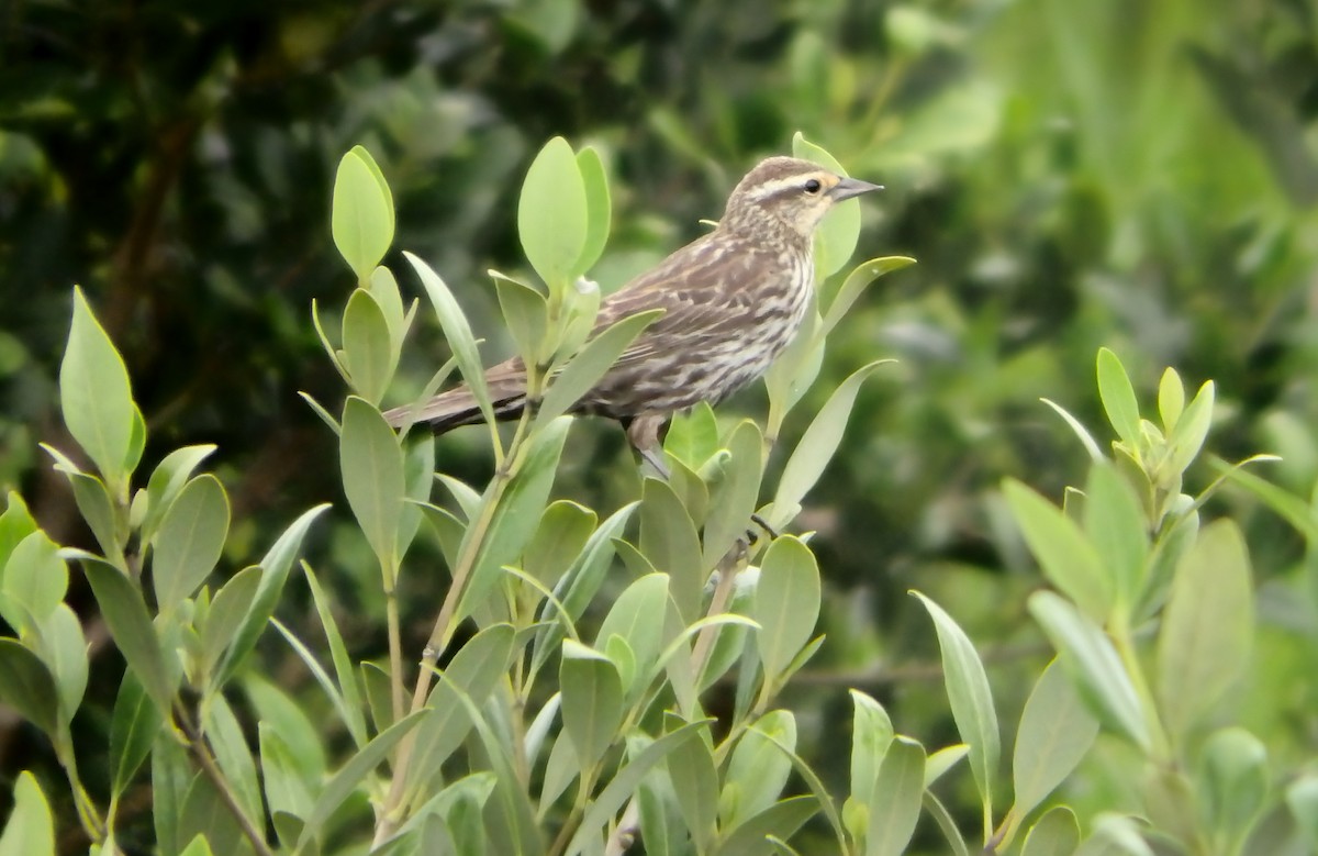 Red-winged Blackbird - ML646561570