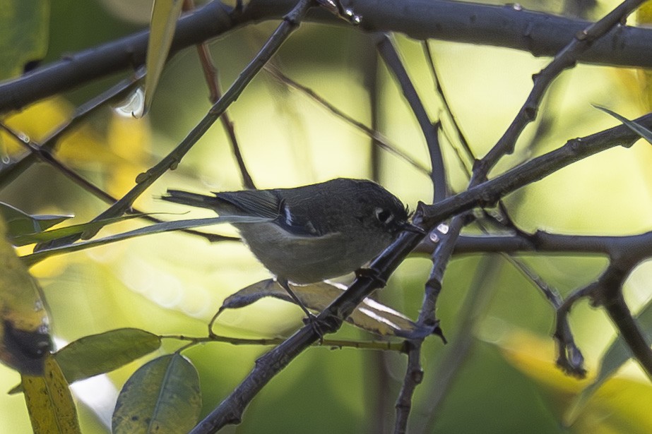 Ruby-crowned Kinglet - ML646561573