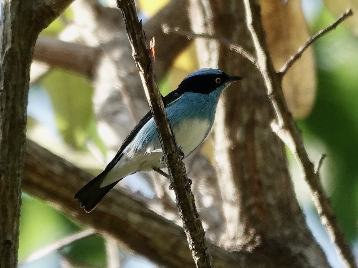 Black-faced Dacnis - ML646561579