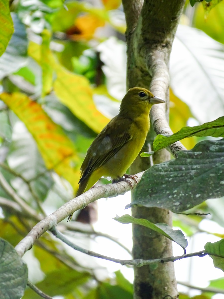 Summer Tanager - ML646561581