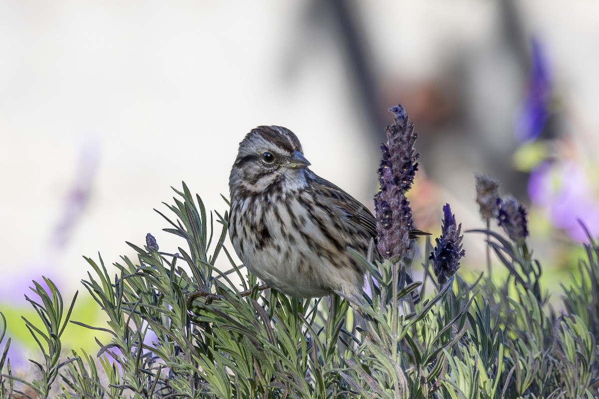 Song Sparrow - ML646561584