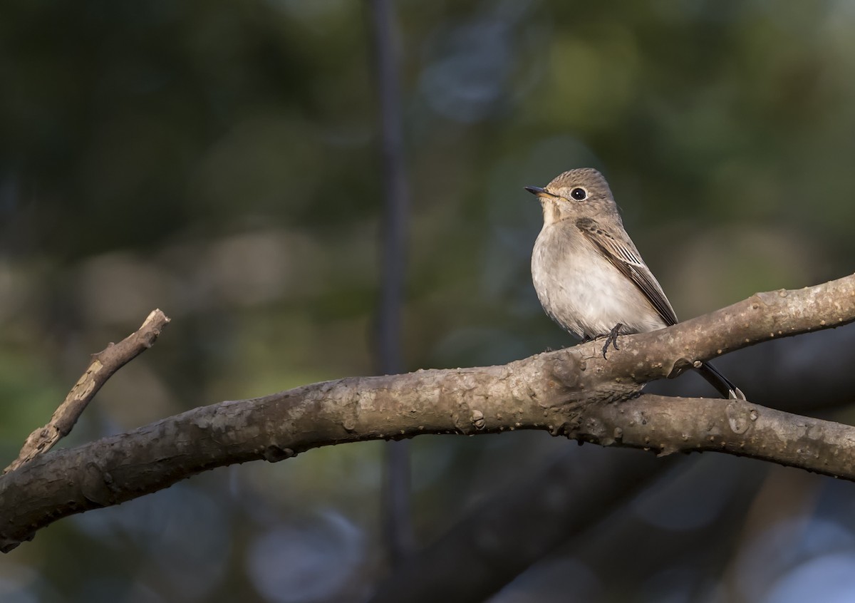 Asian Brown Flycatcher - ML646561585