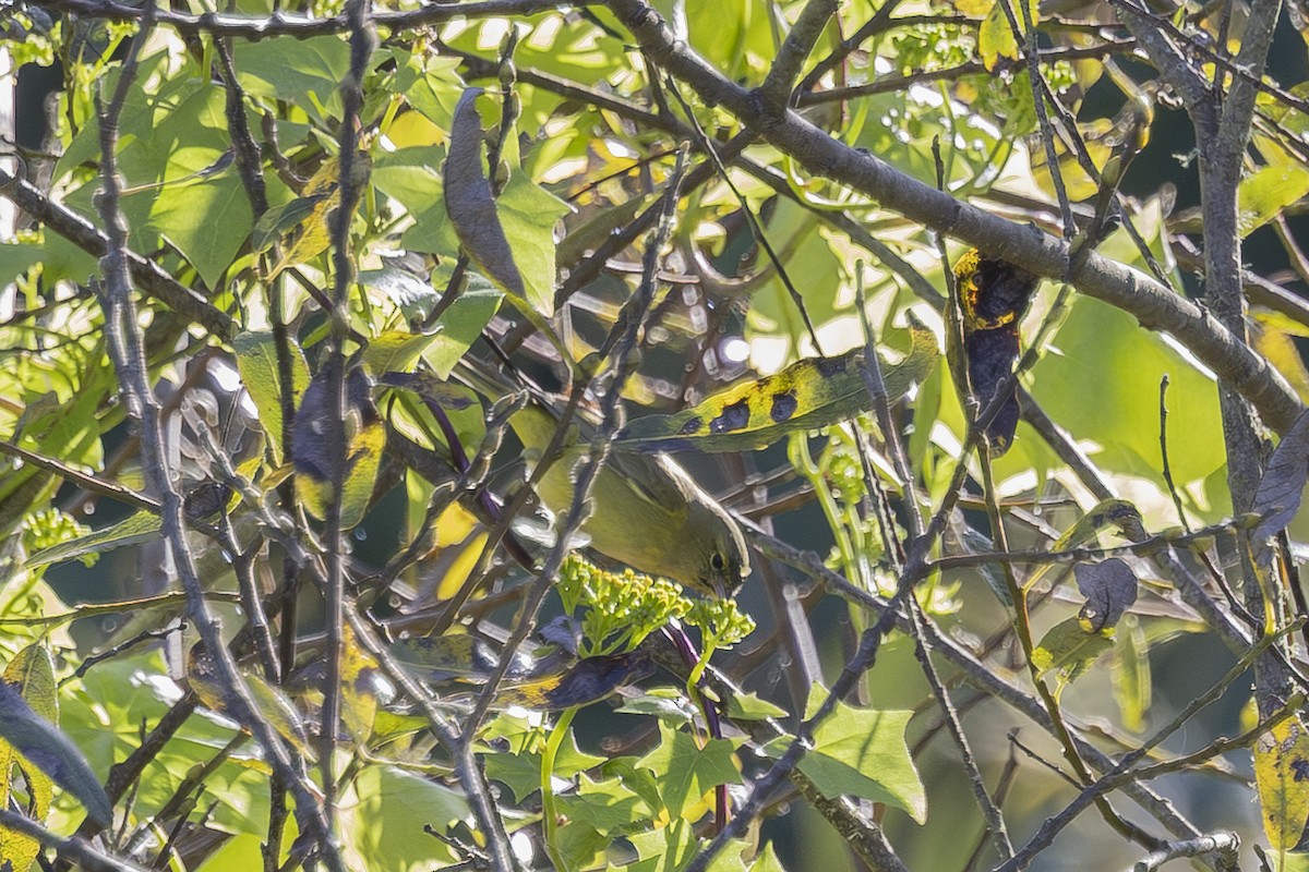 Turuncu Taçlı Ötleğen - ML646561591