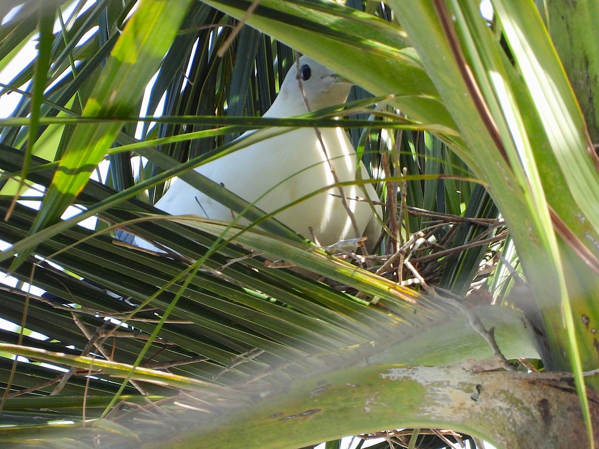 Torresian Imperial-Pigeon - ML646561592