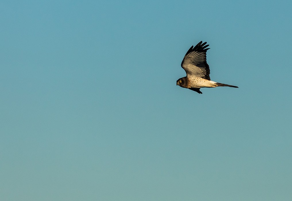Northern Harrier - ML646561593