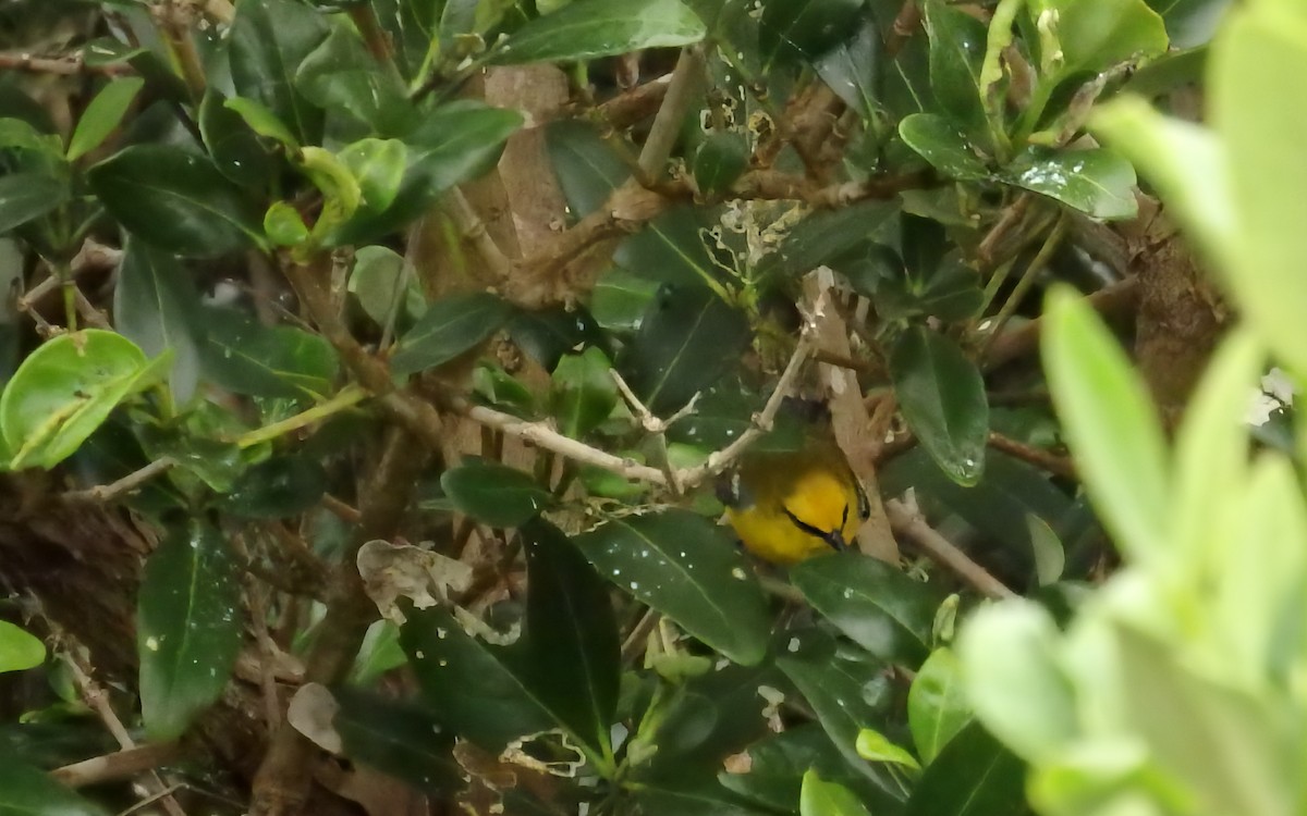 Blue-winged Warbler - ML646561594