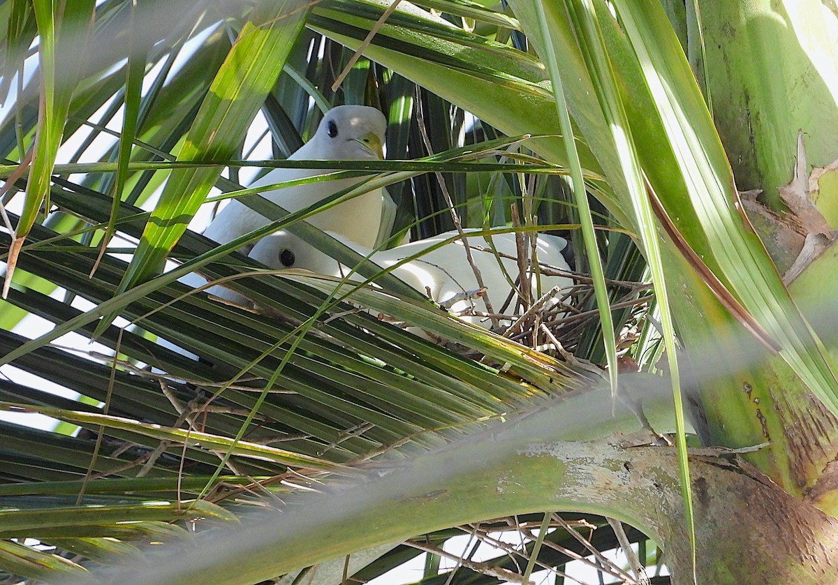 Torresian Imperial-Pigeon - ML646561595