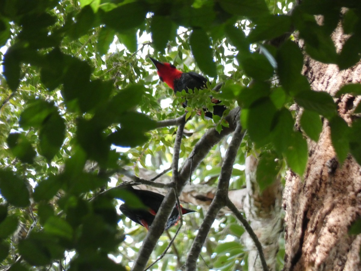 Bornean Bristlehead - ML646561596