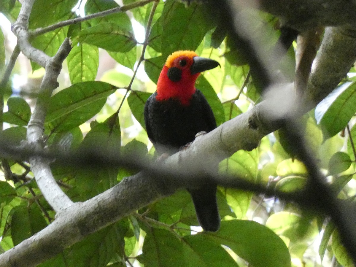 Bornean Bristlehead - ML646561597