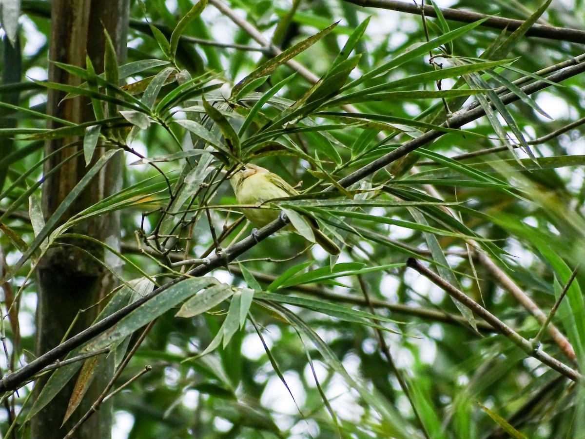 Golden-fronted Greenlet - ML646561601