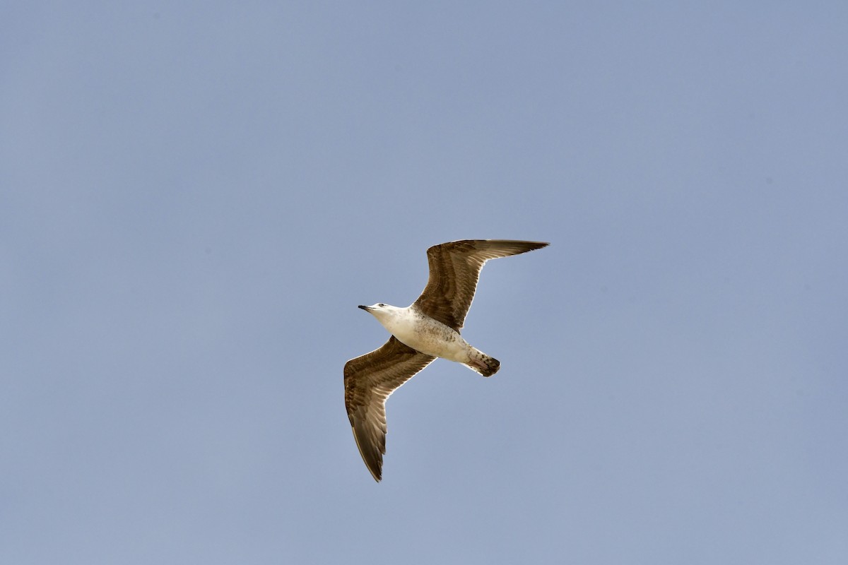 Yellow-legged Gull (michahellis) - ML646561602