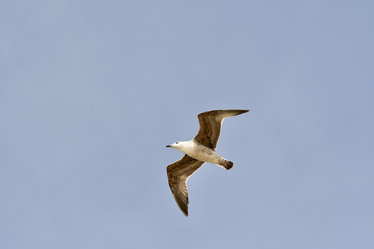 Yellow-legged Gull (michahellis) - ML646561603