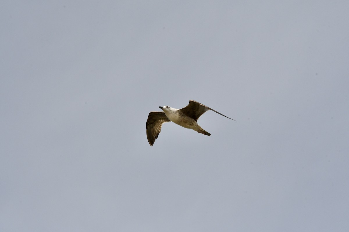 Yellow-legged Gull (michahellis) - ML646561604