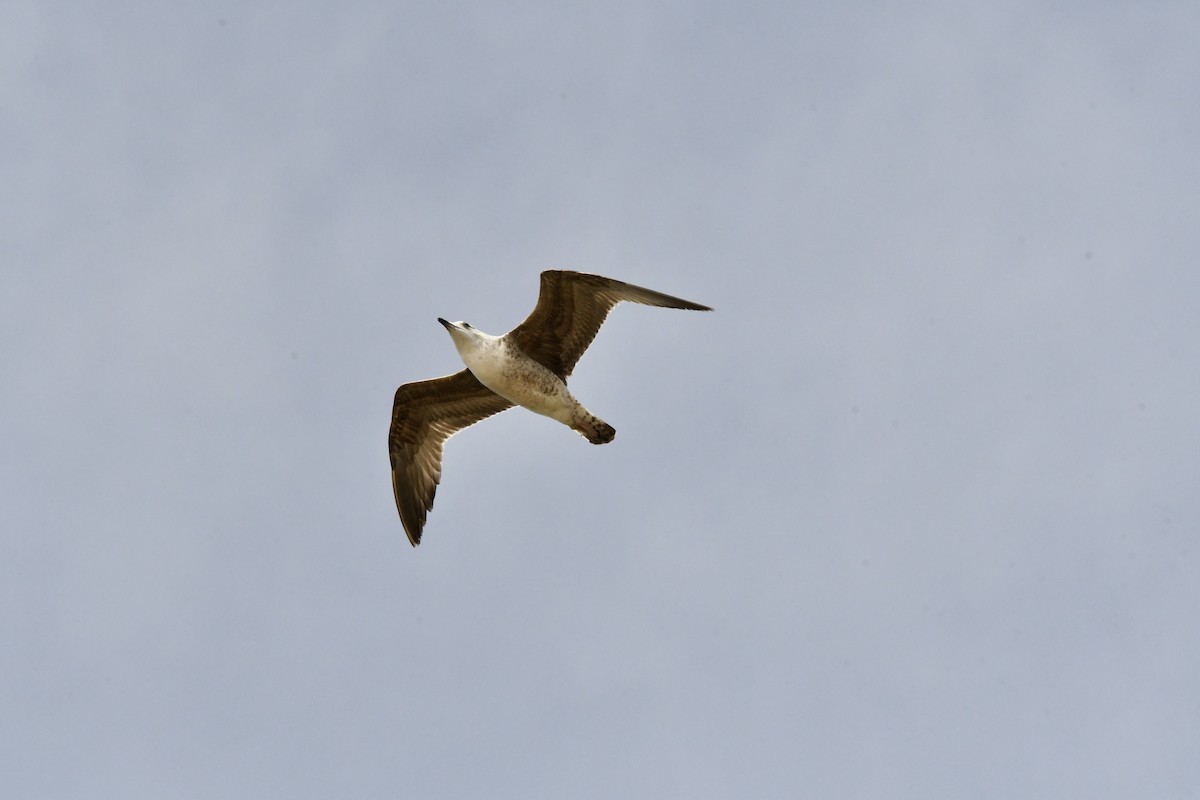 Yellow-legged Gull (michahellis) - ML646561606