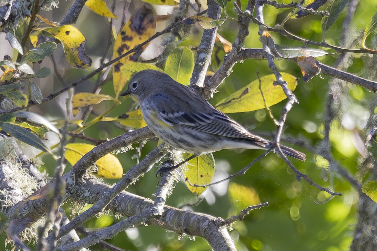 Yellow-rumped Warbler - ML646561608