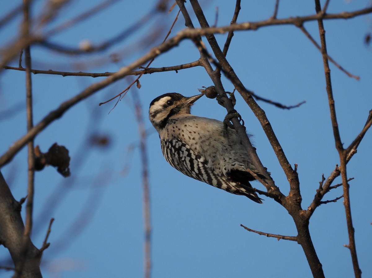 Ladder-backed Woodpecker - ML646561609