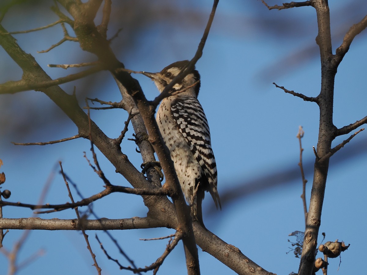 Ladder-backed Woodpecker - ML646561610