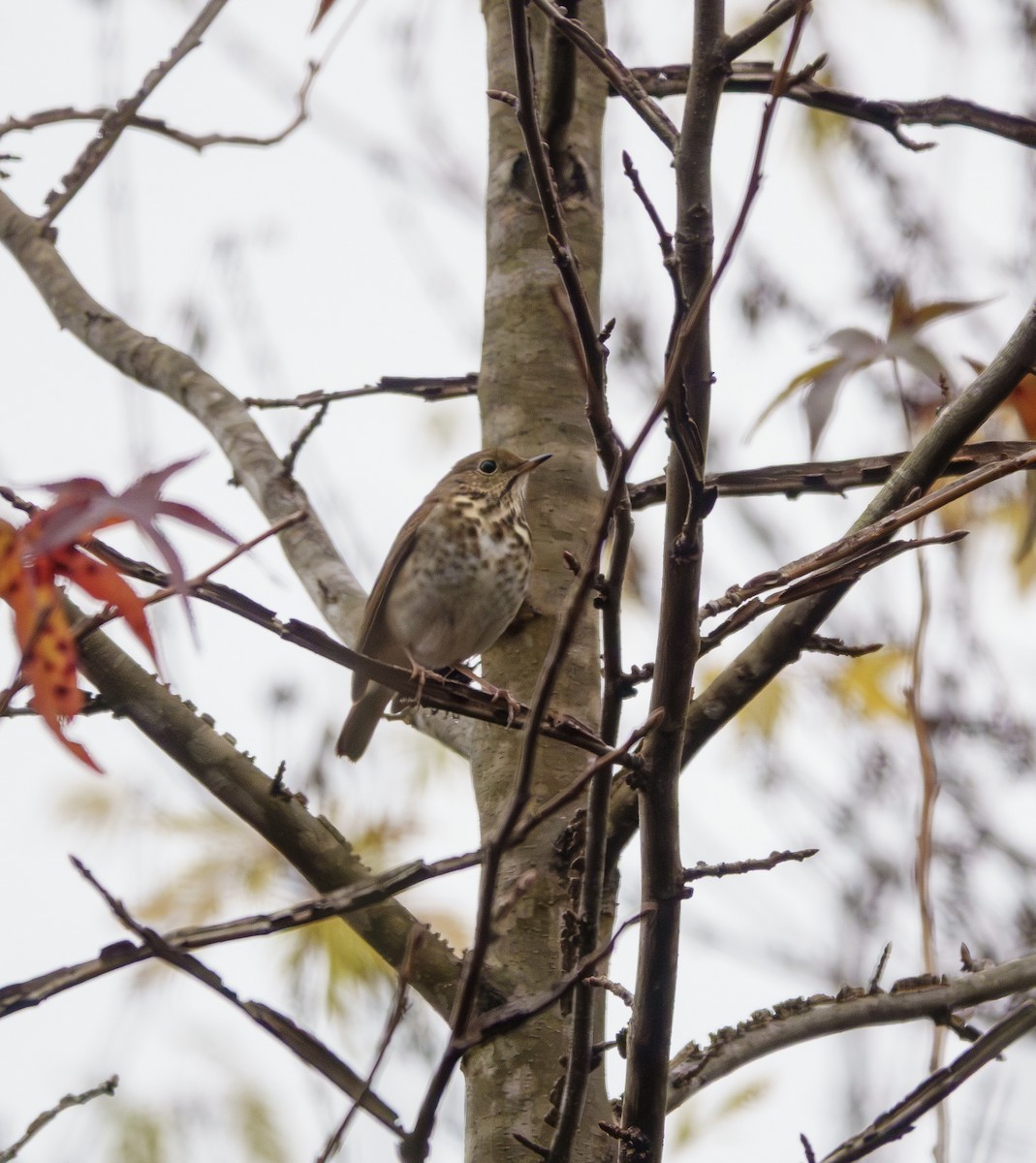 Дрізд-короткодзьоб плямистоволий - ML646561612