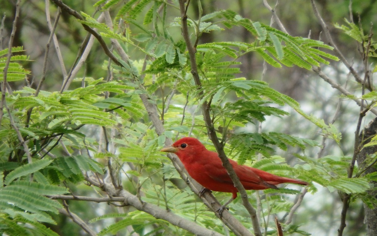 Summer Tanager - ML646561614