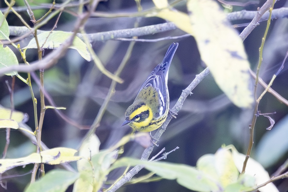 Townsend's Warbler - ML646561615