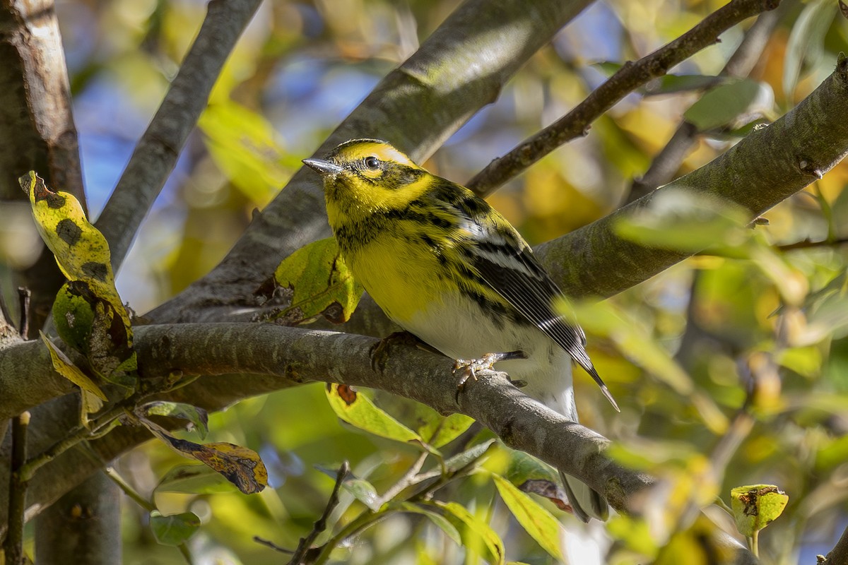 Townsend's Warbler - ML646561616