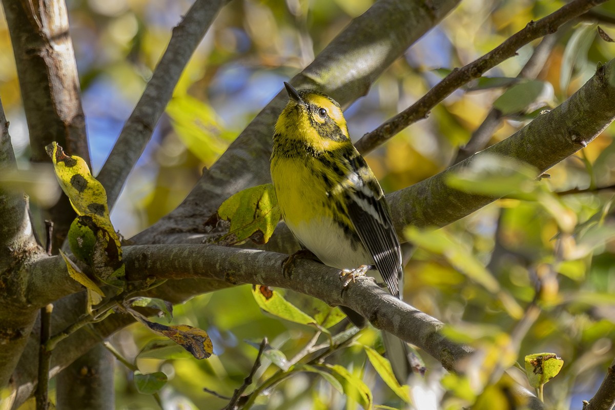 Townsend's Warbler - ML646561617