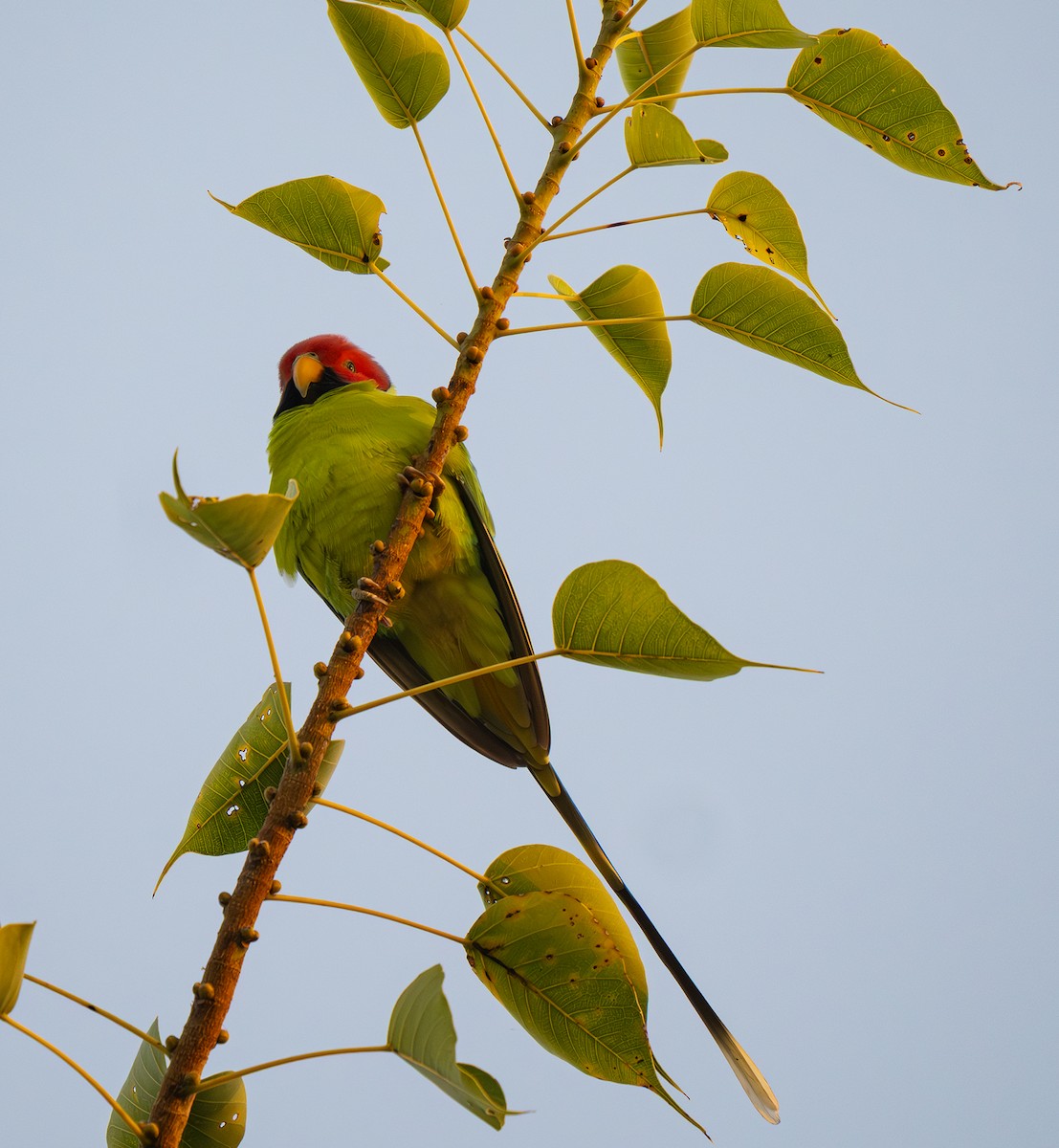 コセイインコ - ML646561621