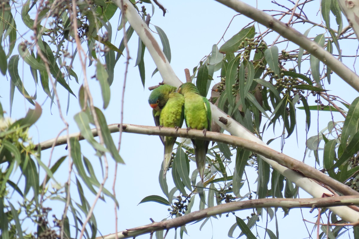 Orange-fronted Parakeet - ML646561622