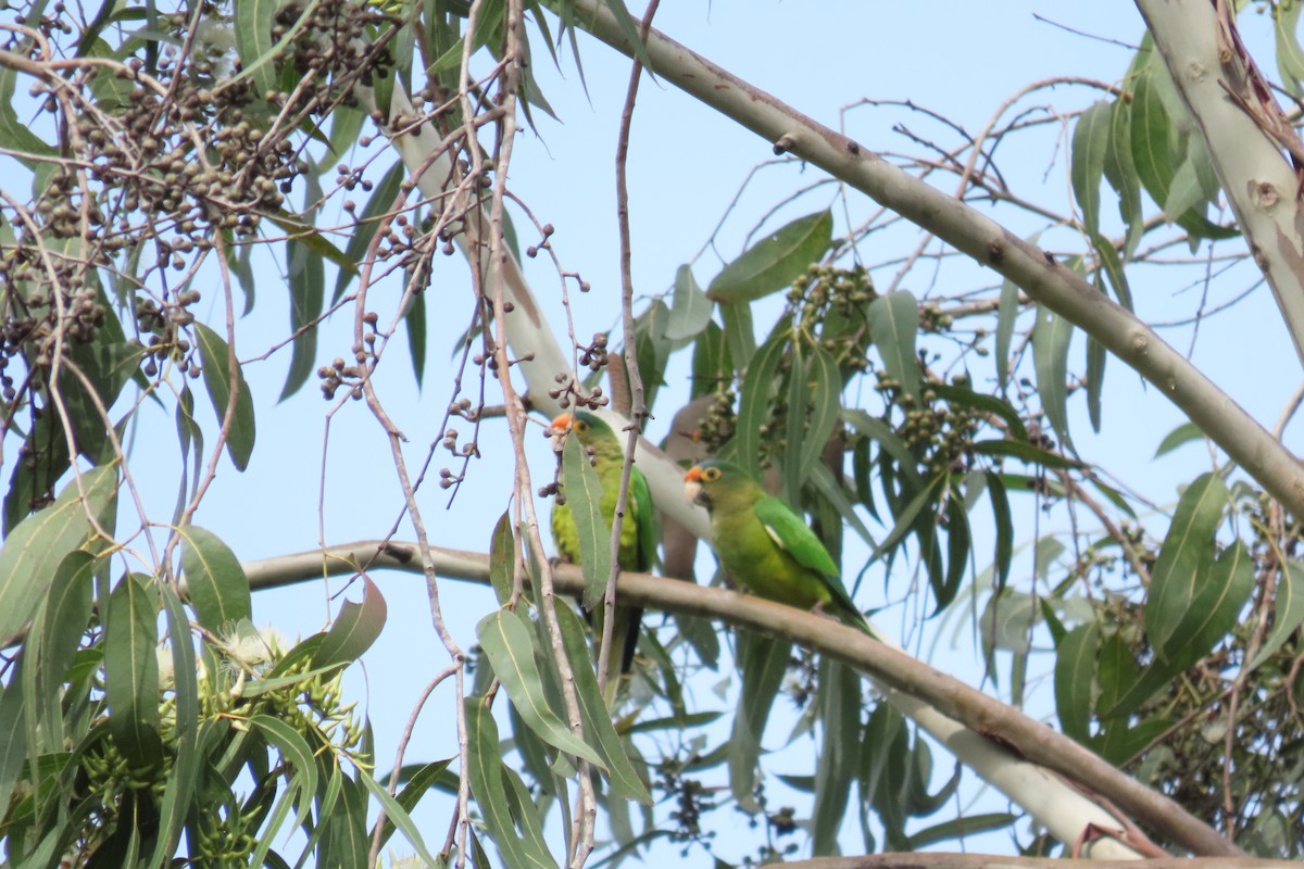 Orange-fronted Parakeet - ML646561623