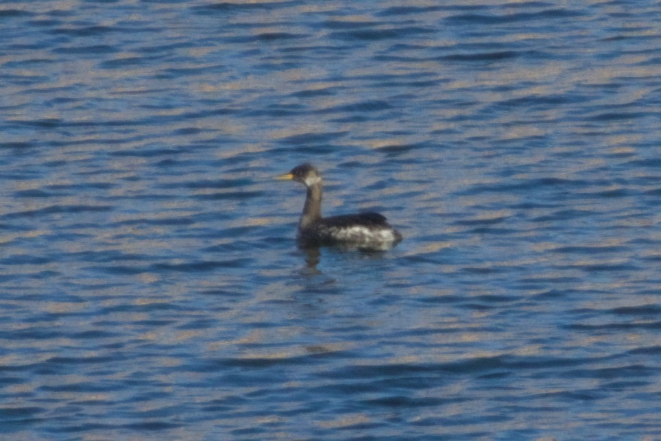Red-necked Grebe - ML646561625