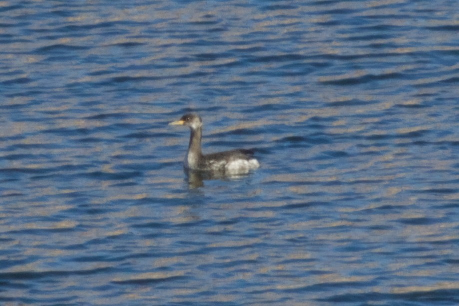 Red-necked Grebe - ML646561627
