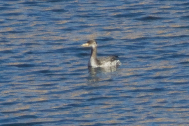 Red-necked Grebe - ML646561630
