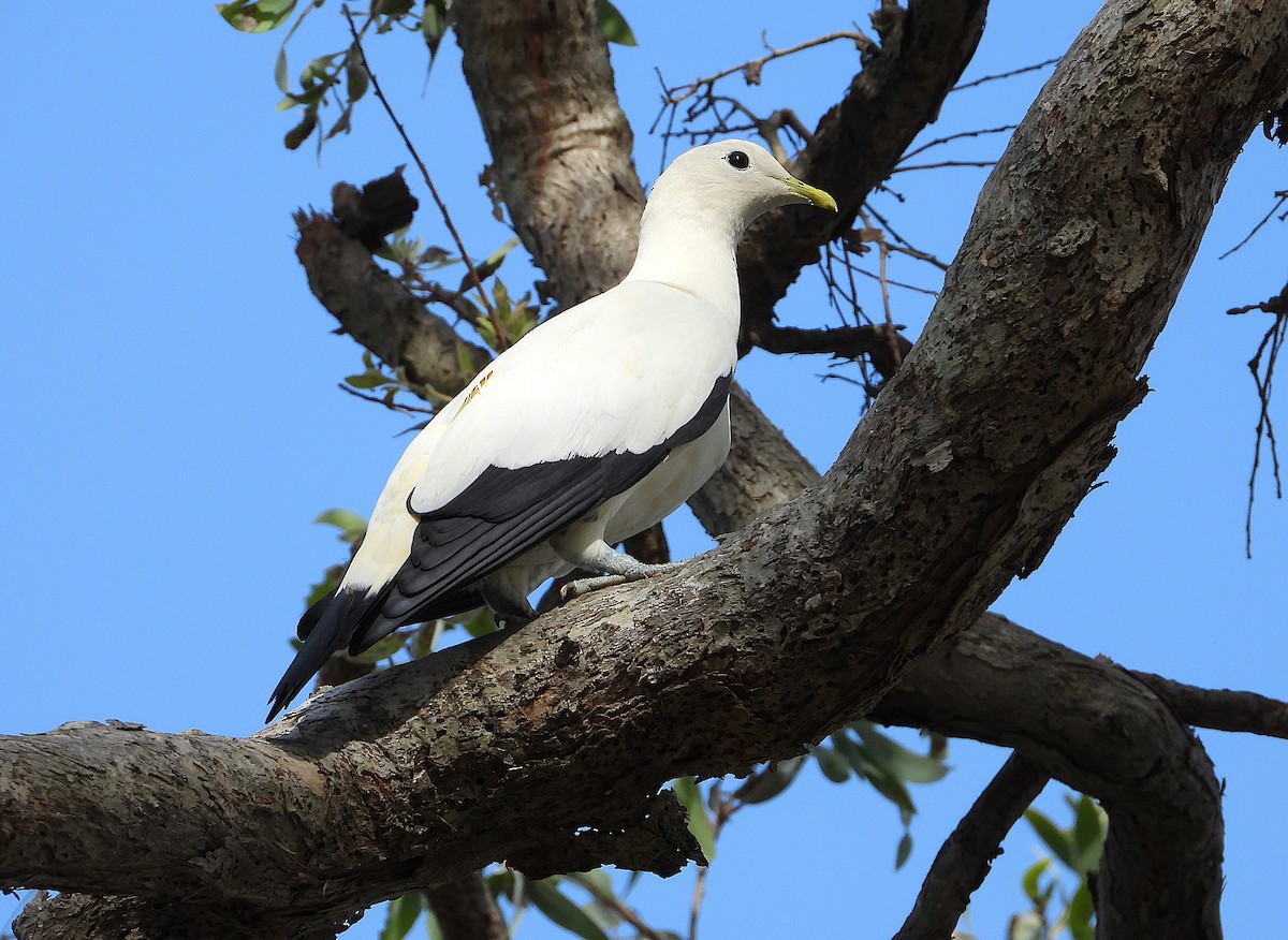 Torresian Imperial-Pigeon - ML646561631