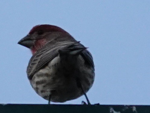 Чечевиця садова - ML646561634