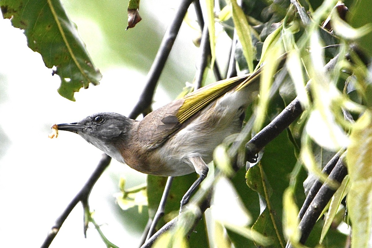 Мієлєро білогорлий - ML646561635