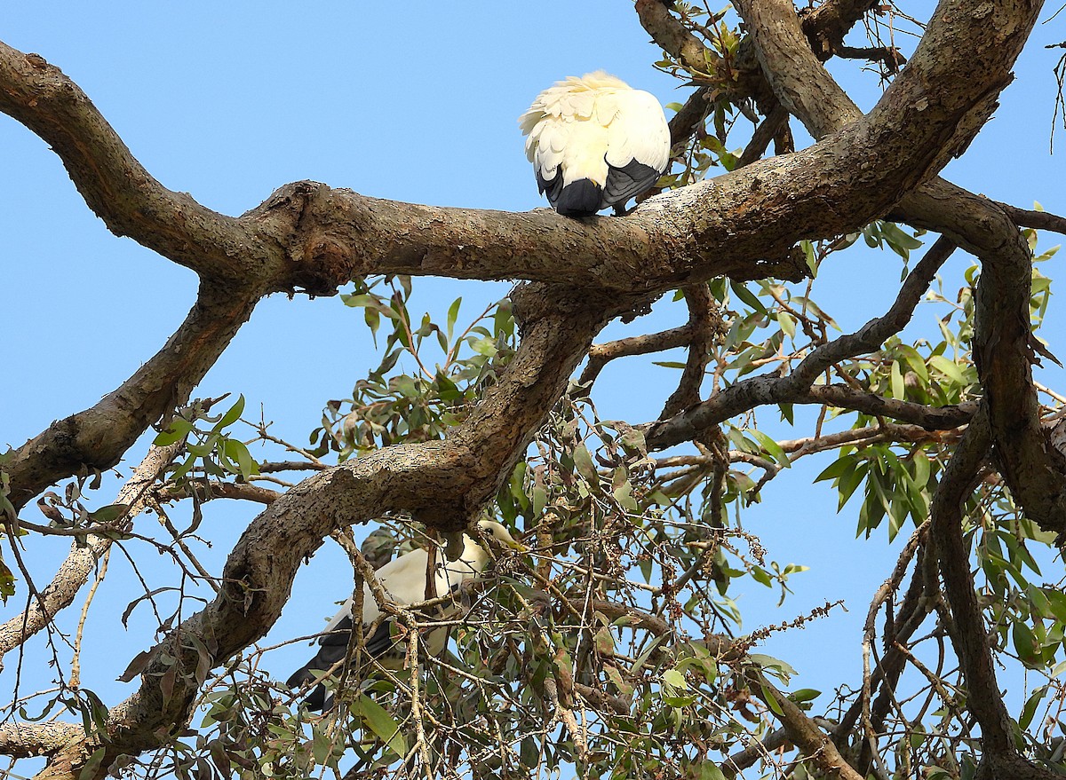 Torresian Imperial-Pigeon - ML646561636
